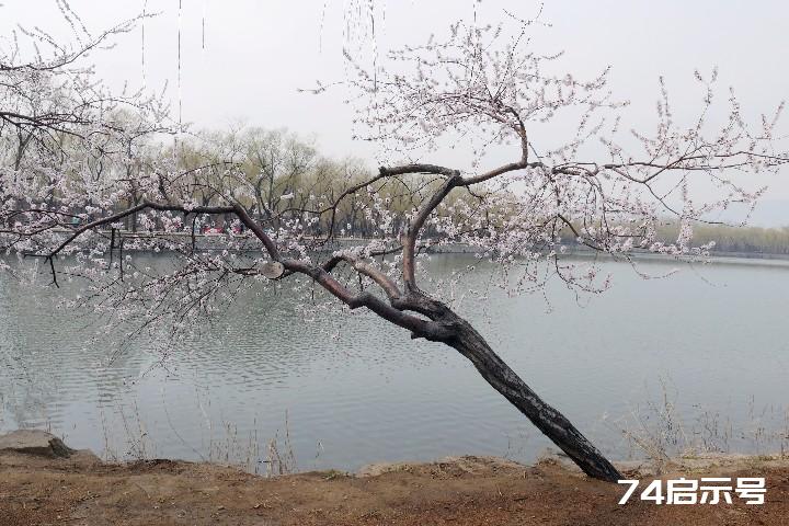 我心中的頤和園西堤山桃花