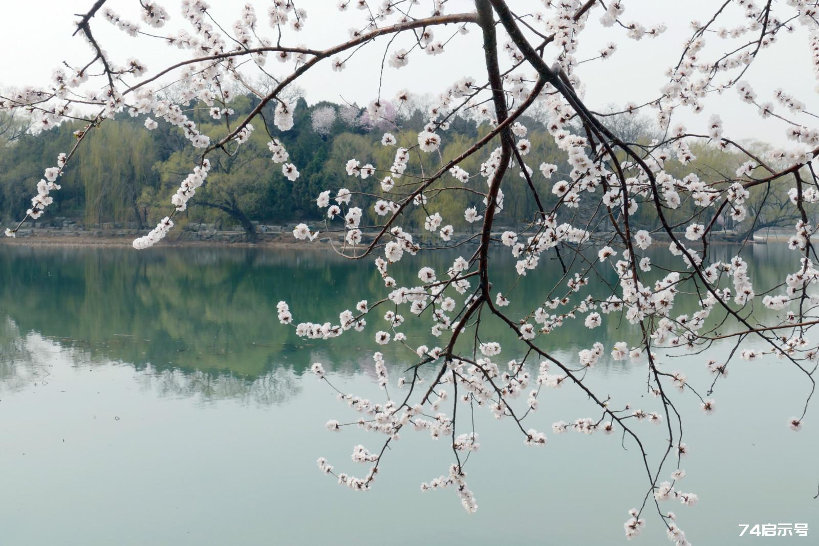 我心中的頤和園西堤山桃花