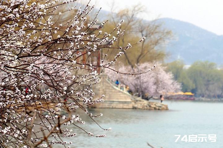 我心中的頤和園西堤山桃花