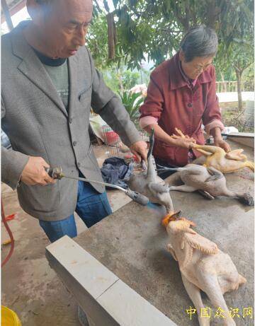 阆中市伊甸園家庭農場高質量發展土雞土鴨，對外開放銷售模式點亮鄉村振興