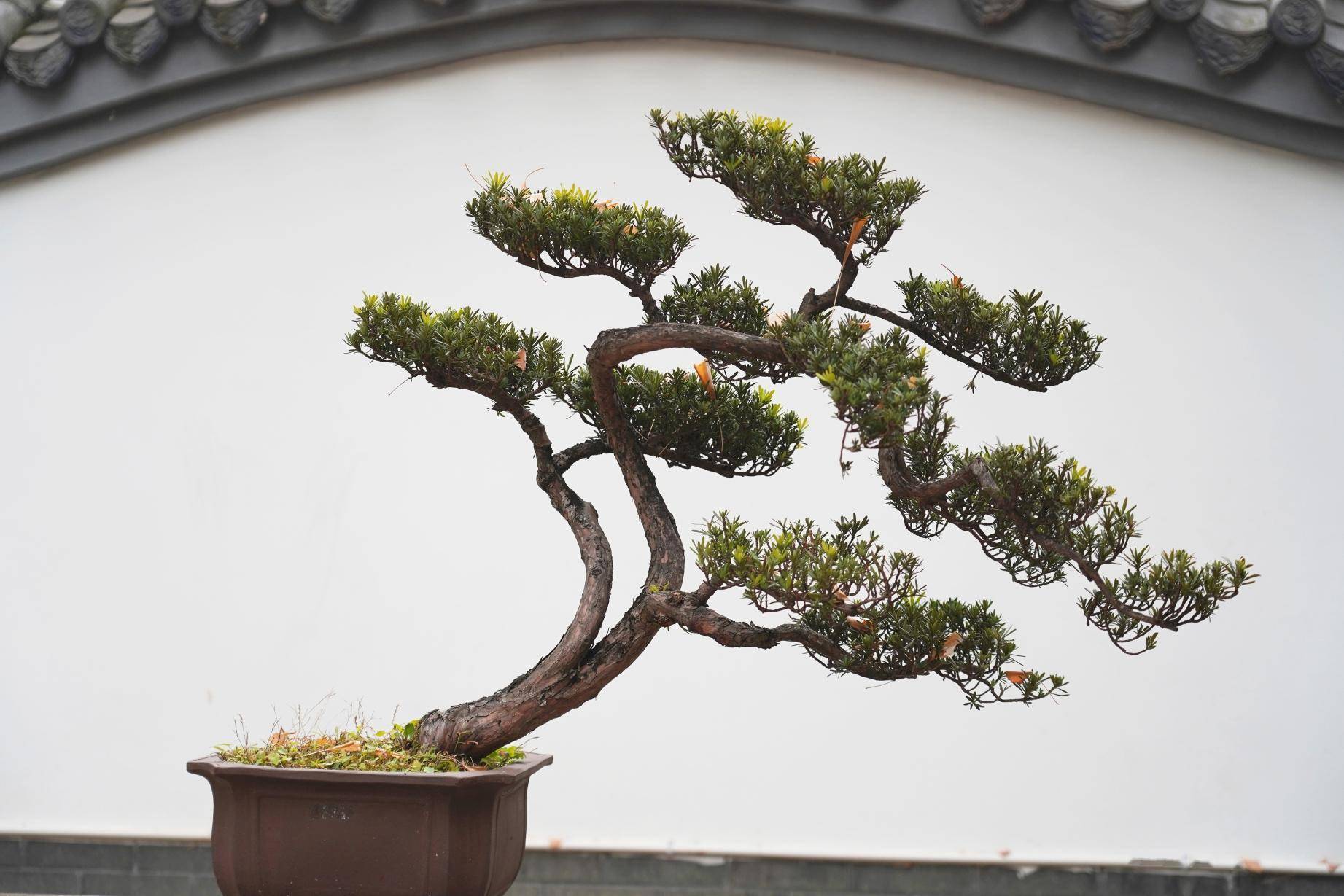 尋芳公園城丨川派盆景：一盆一世界