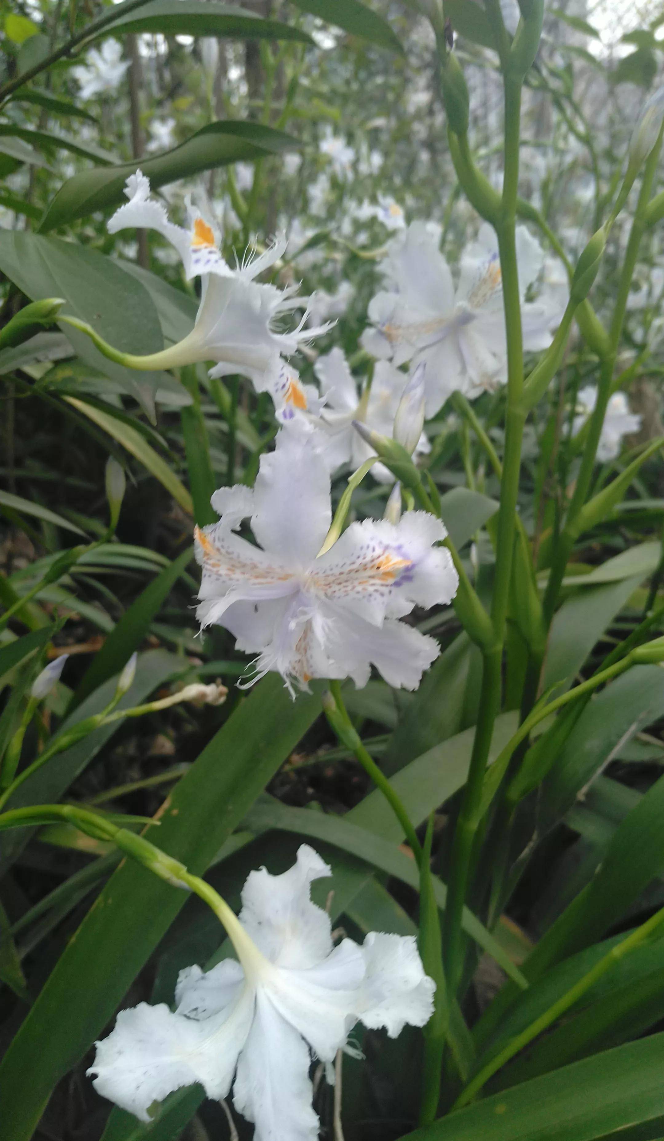 春天邂遇扁竹花，清純燦爛美如畫