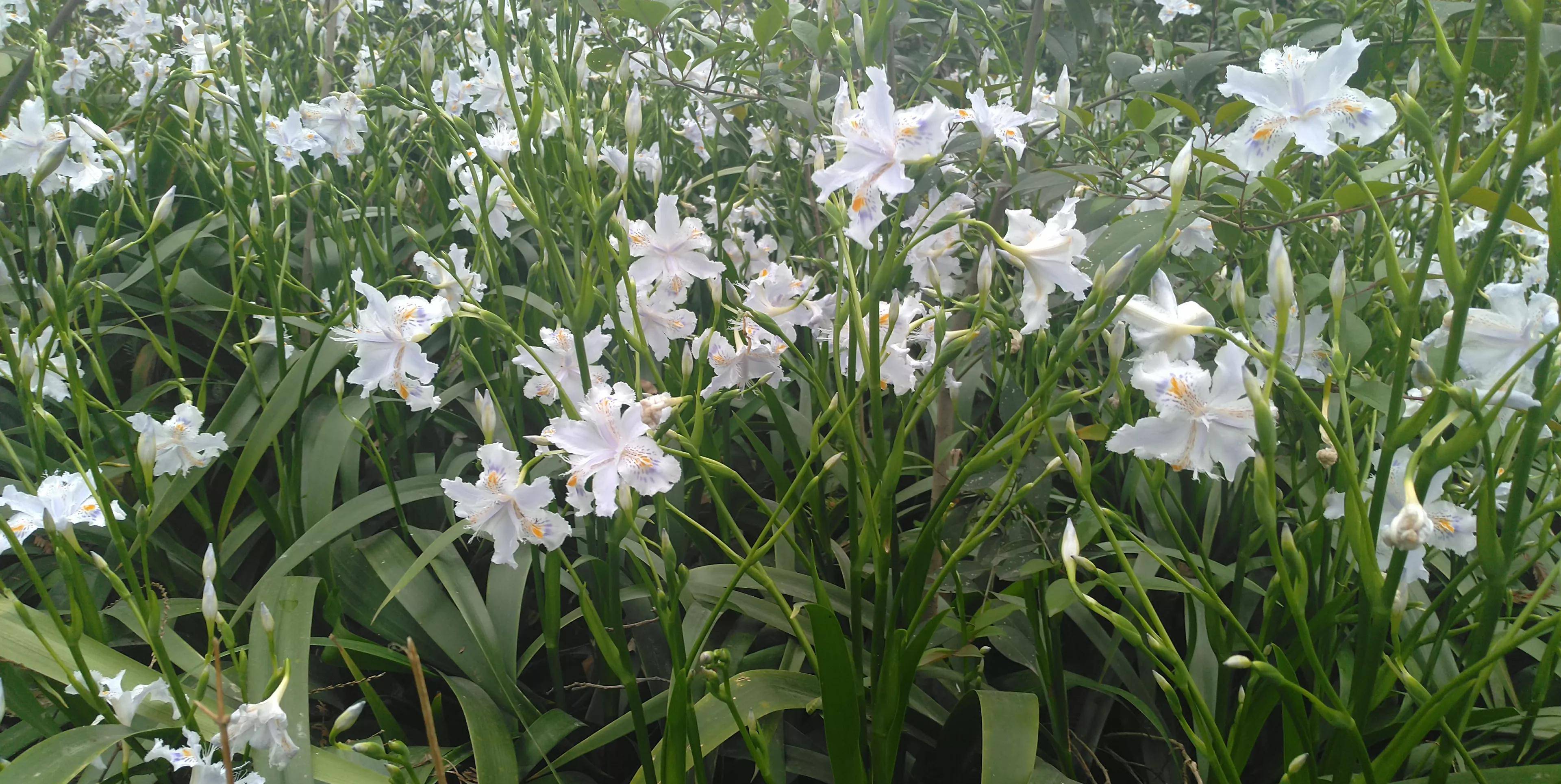 春天邂遇扁竹花，清純燦爛美如畫