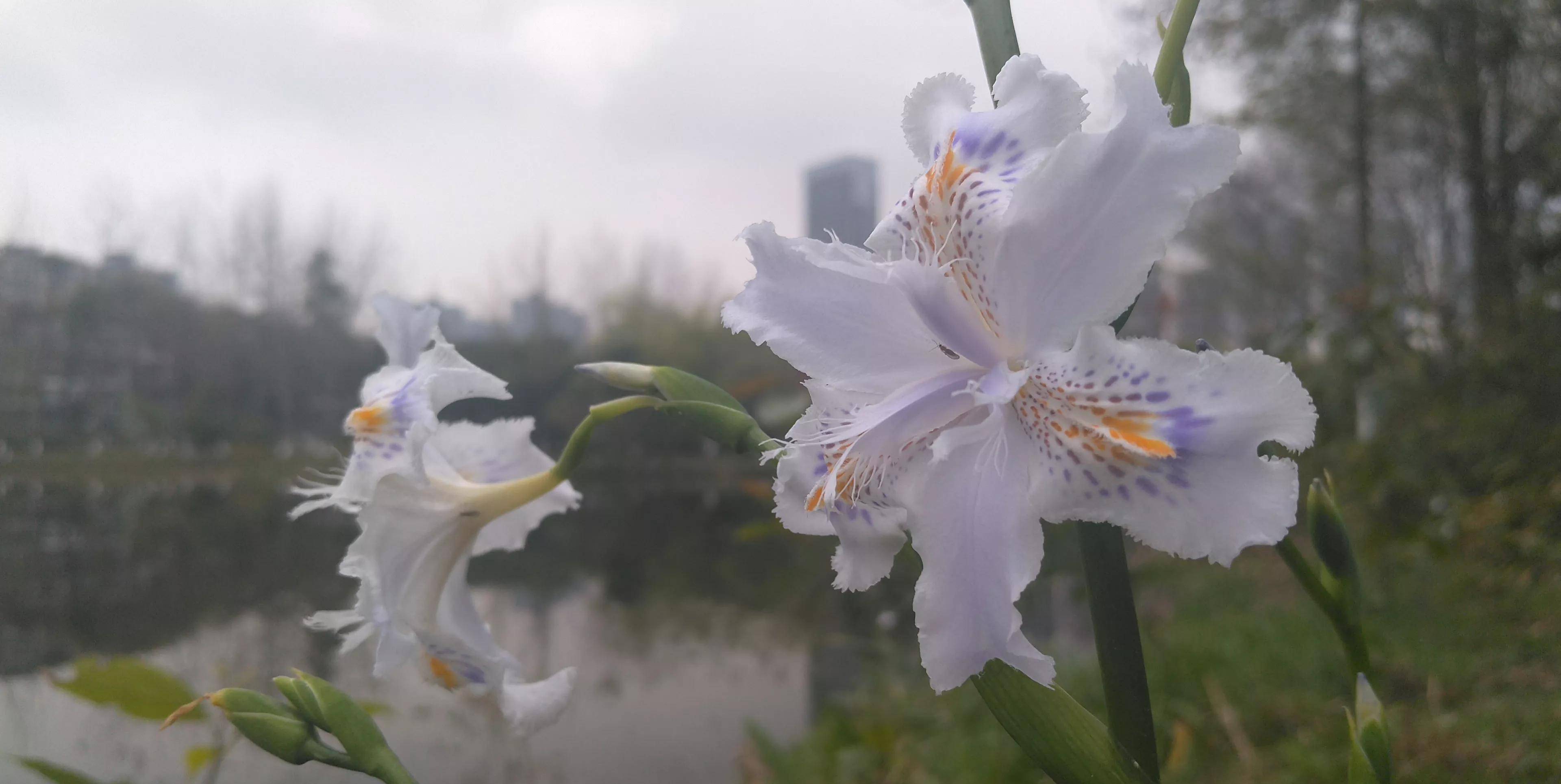 春天邂遇扁竹花，清純燦爛美如畫