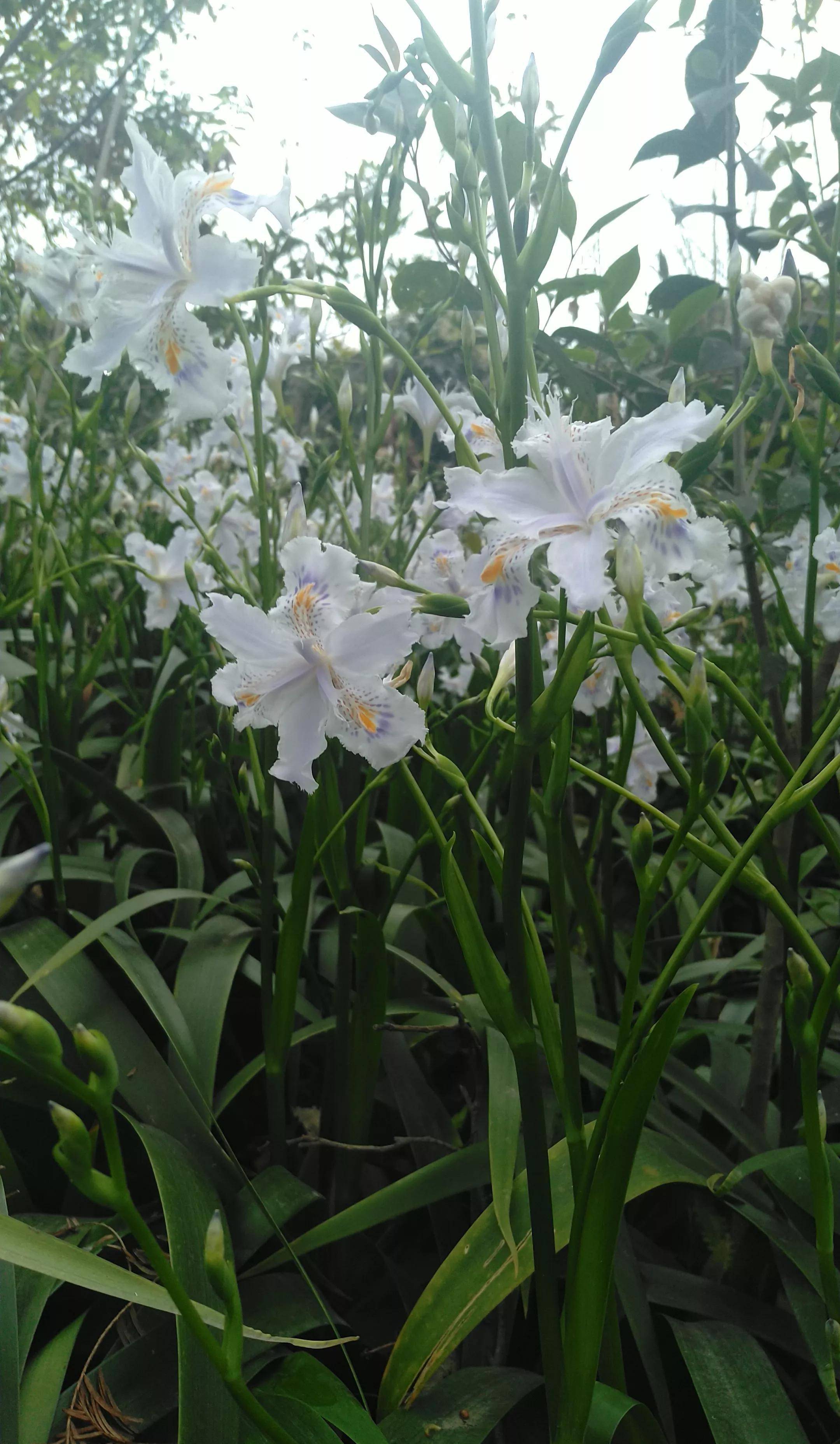 春天邂遇扁竹花，清純燦爛美如畫