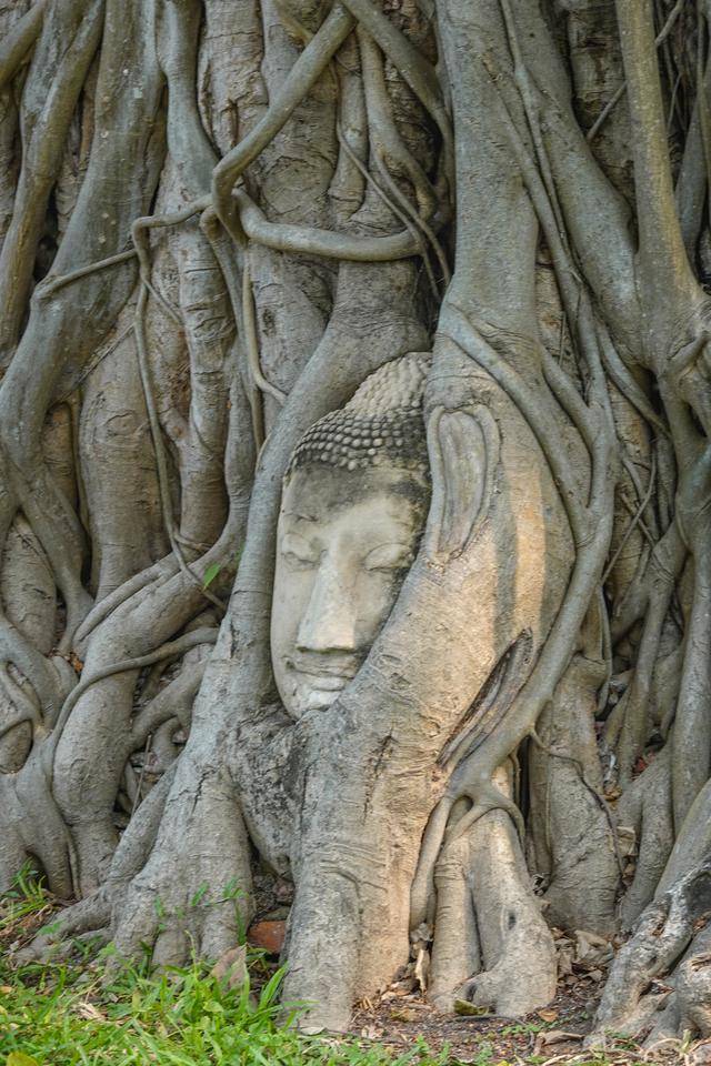 泰國最“奇特”的寺廟：榕樹竟然把佛頭包圍，佛頭仍帶詭異微笑