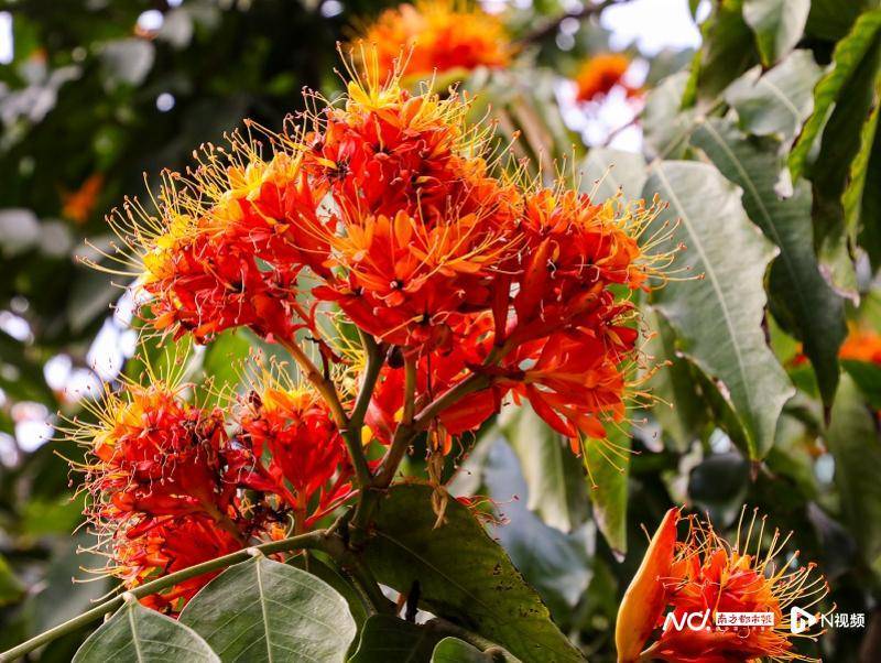 廣州兩株無憂樹寒冬臘月吐豔，現“一花跨越兩年”奇景