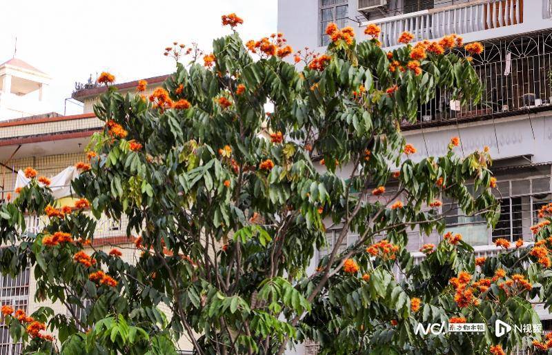 廣州兩株無憂樹寒冬臘月吐豔，現“一花跨越兩年”奇景