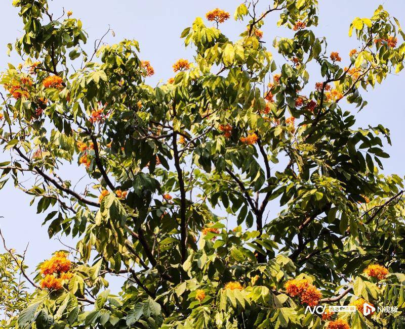 廣州兩株無憂樹寒冬臘月吐豔，現“一花跨越兩年”奇景