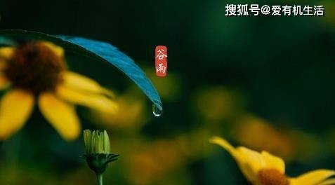 谷雨是幾月幾日，谷雨節氣的特點和風俗