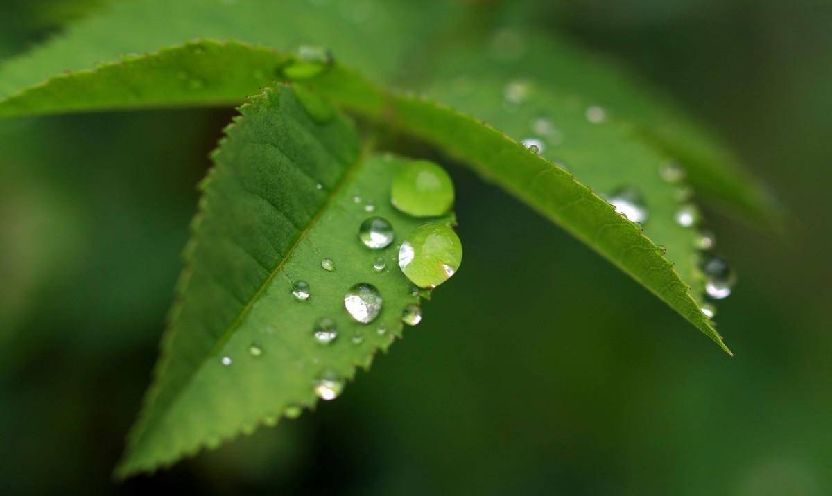 唐詩中最美的一場微雨，來自16歲的李商隐，無一雨字卻句句是雨