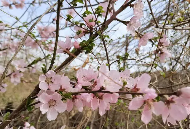 八字带正缘桃花_八字有2朵正缘桃花的人_正缘桃花运