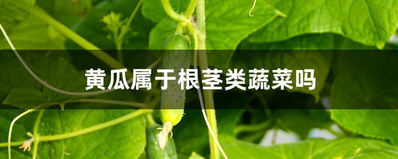 黃瓜屬于根莖類蔬菜嗎