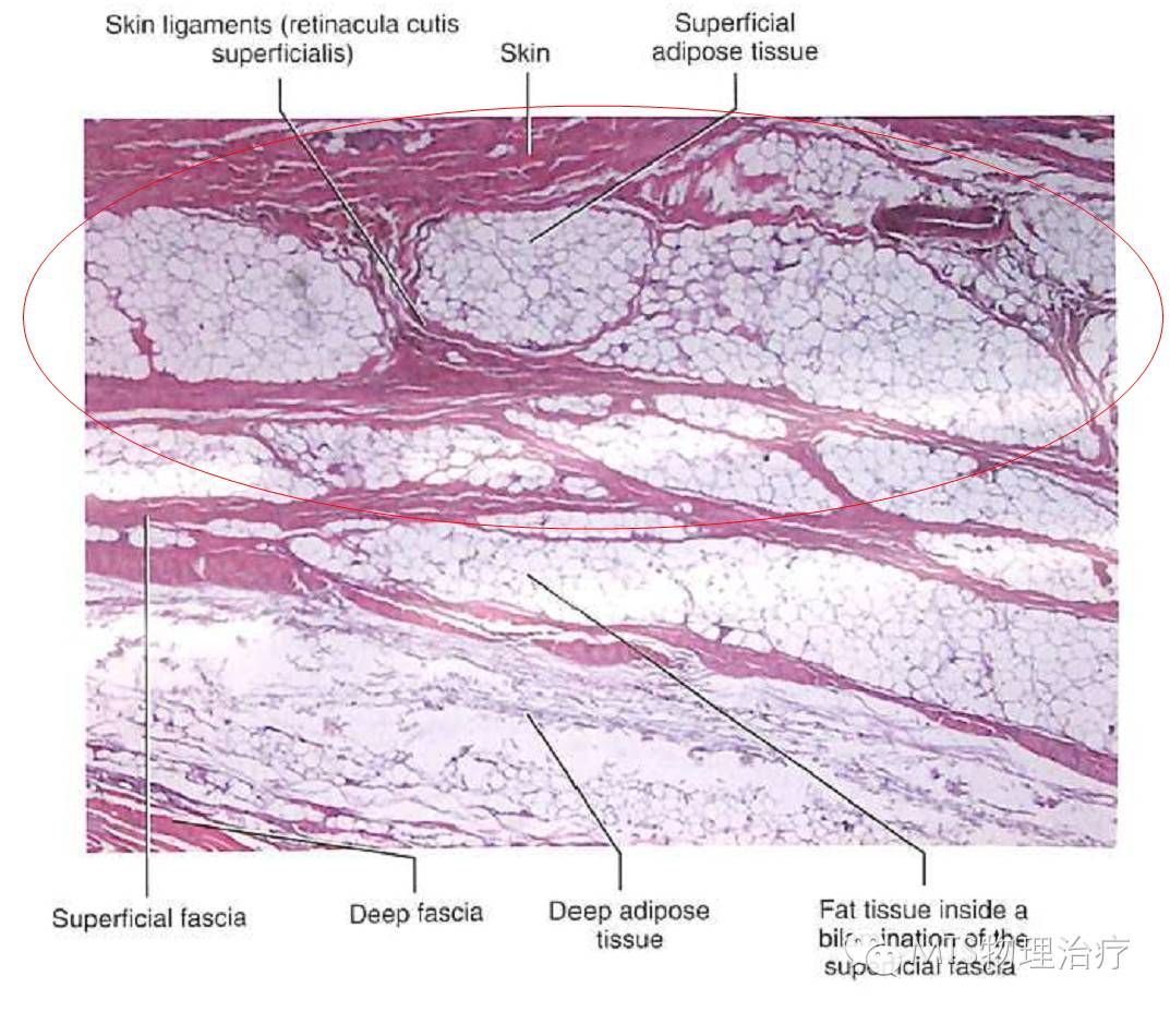 淺筋膜的解剖特點