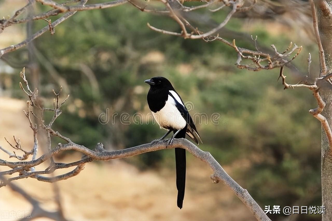 趙國巨奸郭開：雄霸一時的趙國毀在一個小人手中