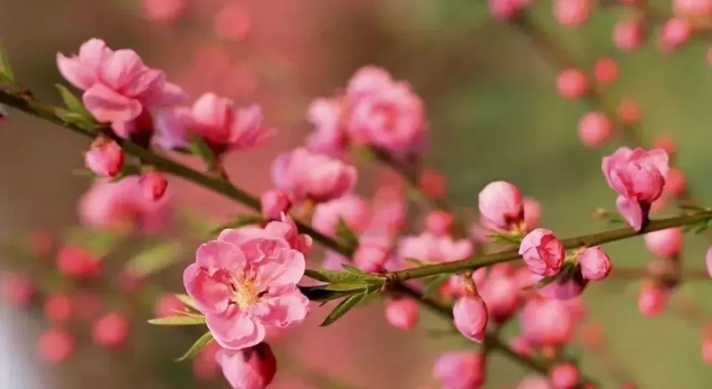 犯烂桃花是什么意思_命里犯桃花是什么意思_命犯桃花什么意思