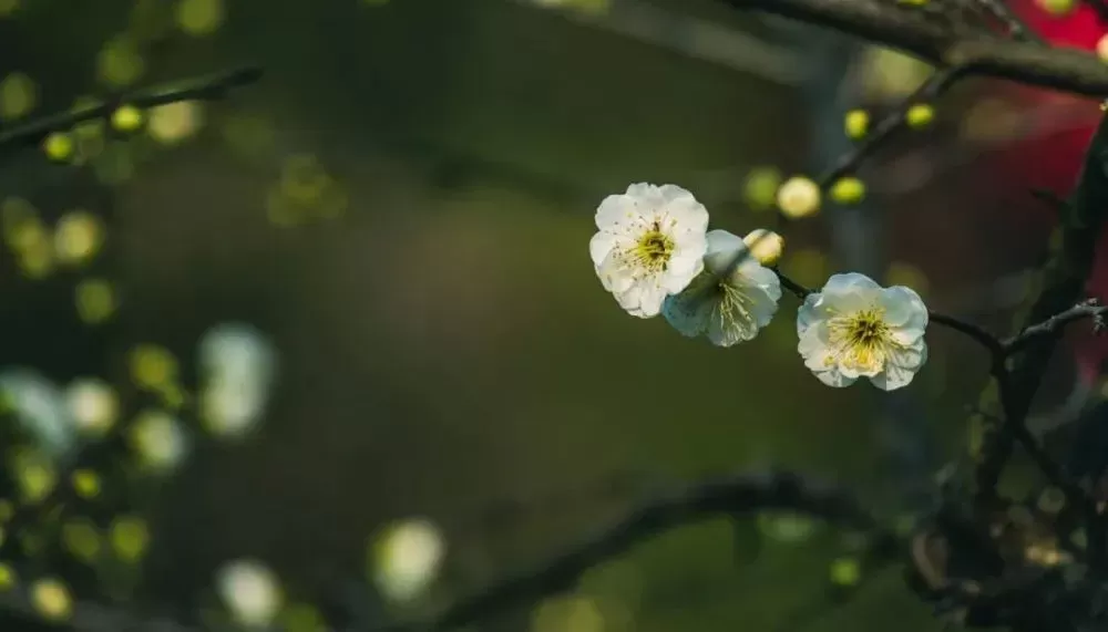 惊蛰时节解《易经》大壮卦