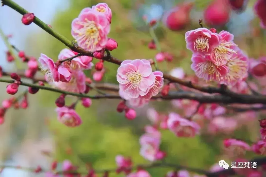 桃花运什么意思:桃花运什么意思？