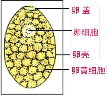 關于寄生蟲，從入門到精通，這一篇就夠了！