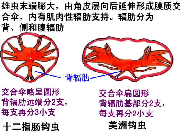 關于寄生蟲，從入門到精通，這一篇就夠了！