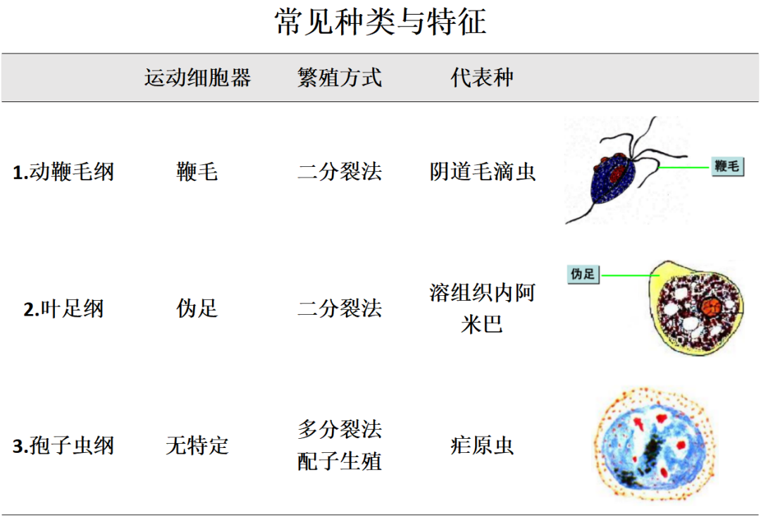 關于寄生蟲，從入門到精通，這一篇就夠了！