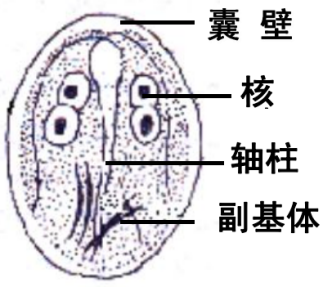 關于寄生蟲，從入門到精通，這一篇就夠了！