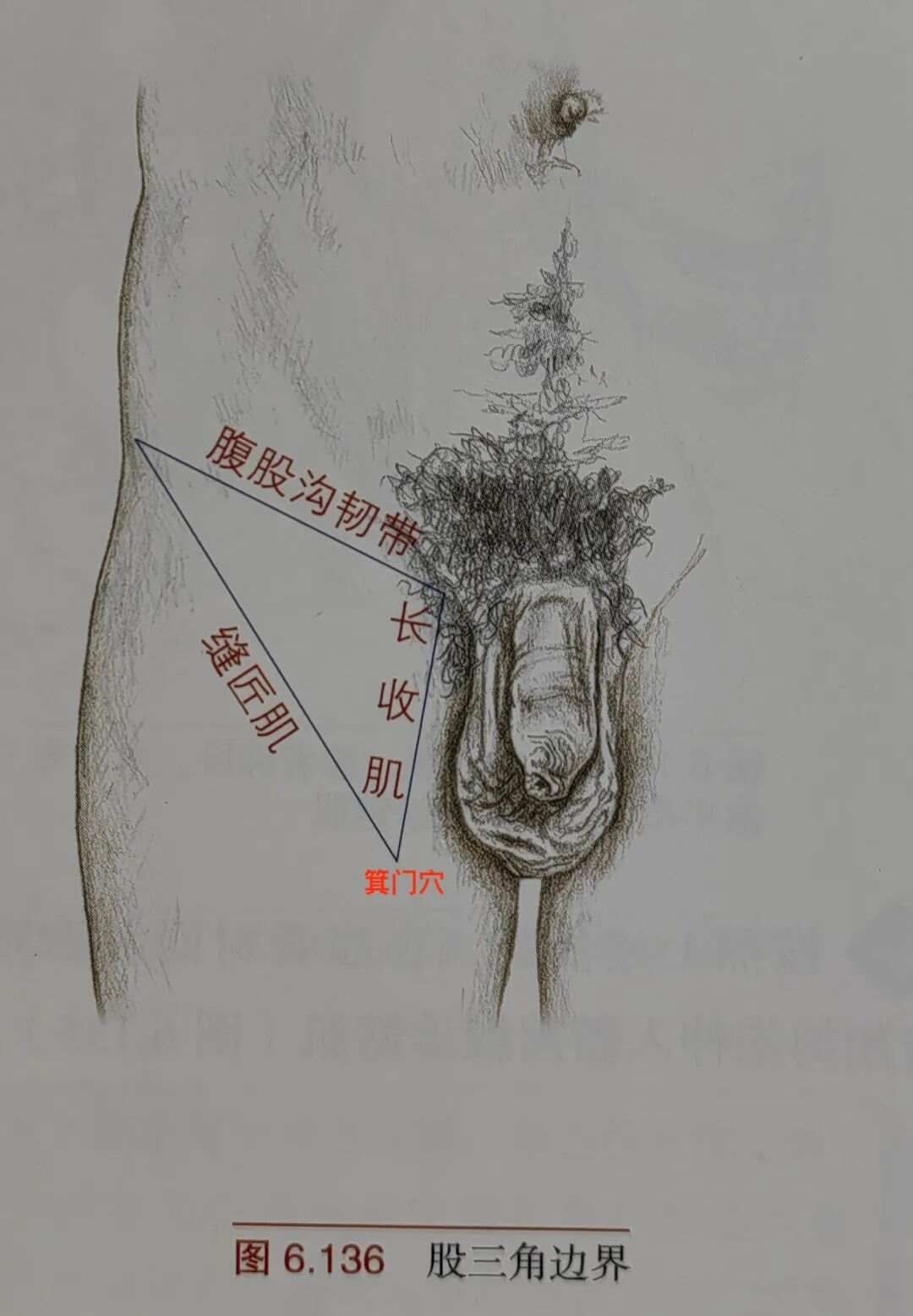 倪海廈《針灸》筆記4-1：足太陰脾經下