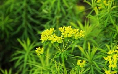 名医张锡纯巧用白虎汤