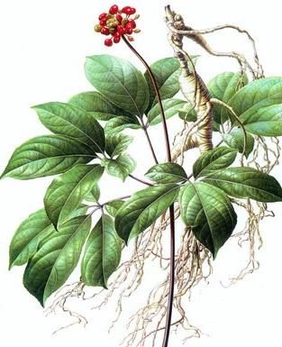 名医张锡纯巧用白虎汤