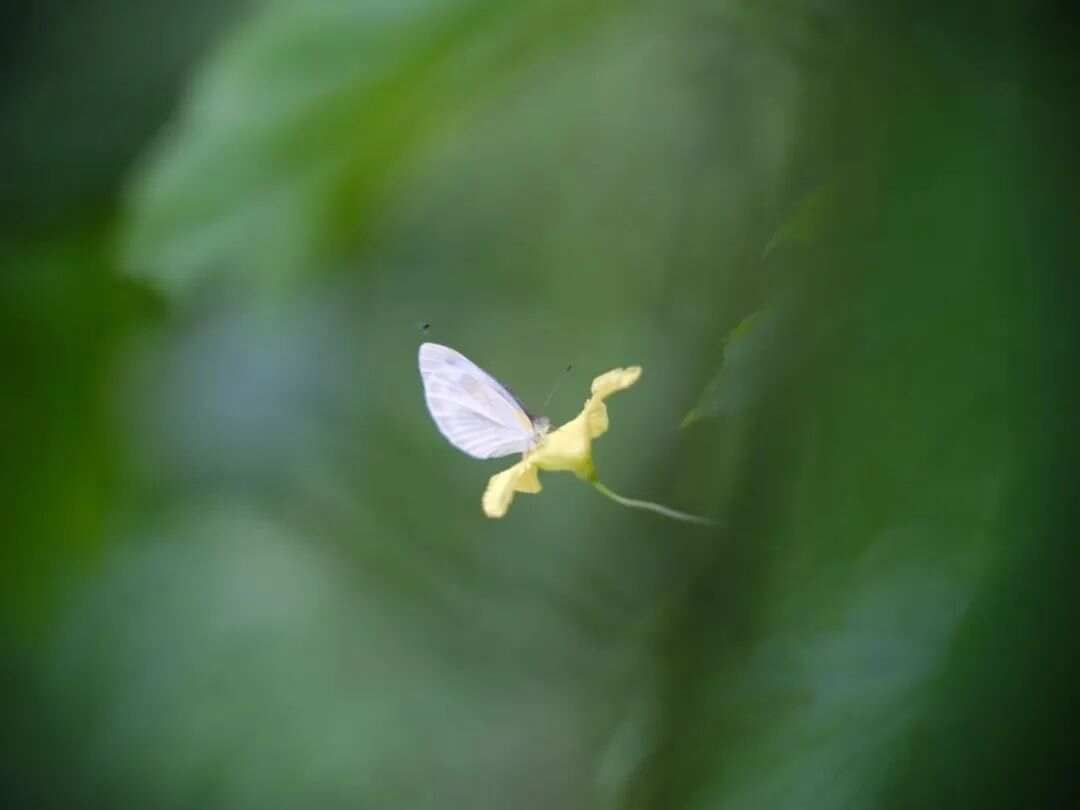 《医林误案》22-治血证，虚实寒热两误→A胃病，胃出血，降真香，...
