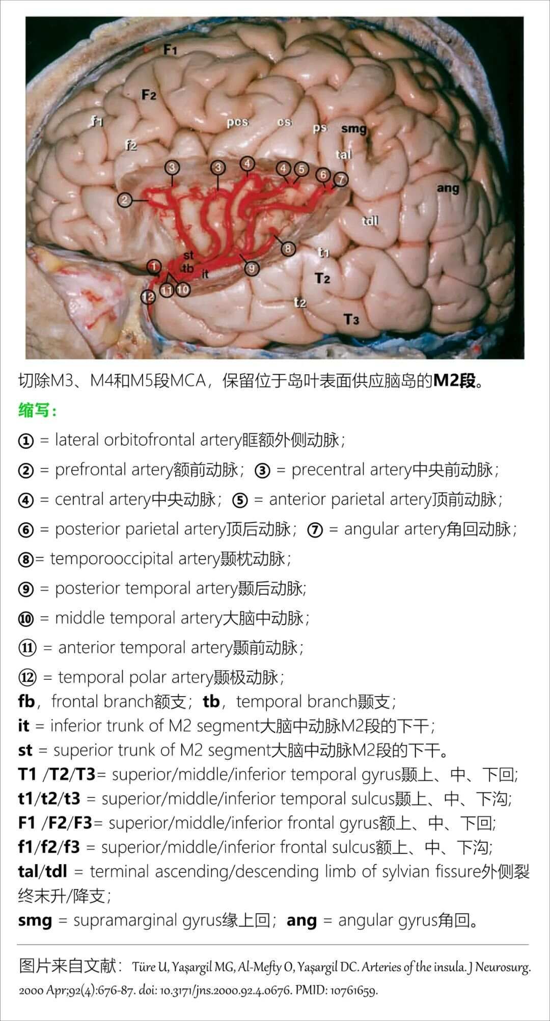 最全整理：脑动脉解剖、分段及供血区图谱