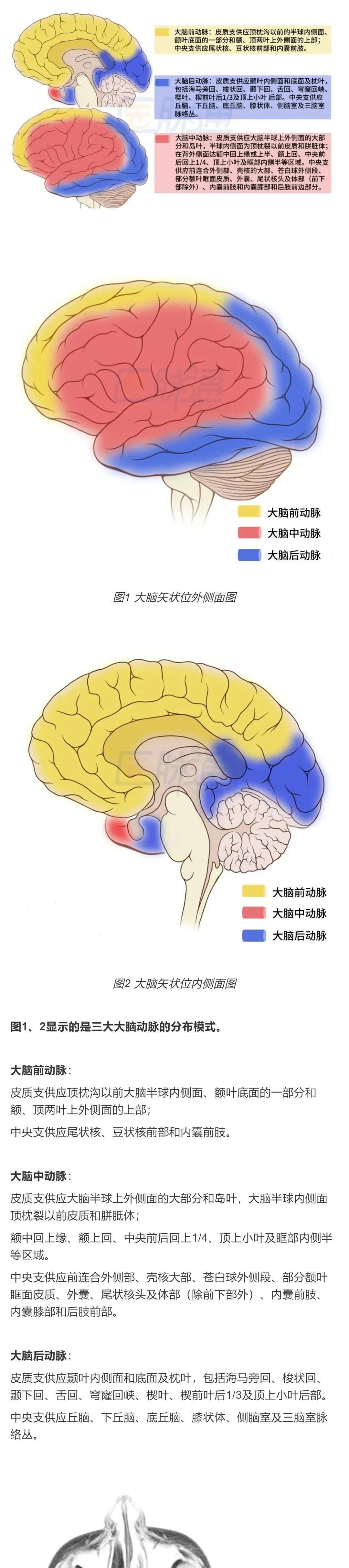最全整理：脑动脉解剖、分段及供血区图谱