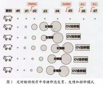 母豬定時輸精與批次化管理