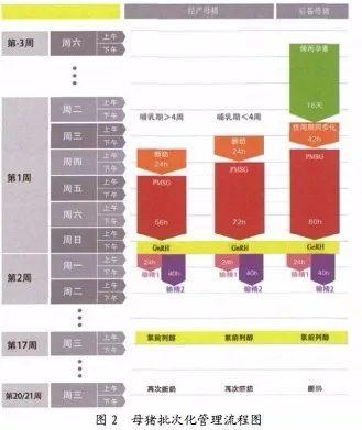 母豬定時輸精與批次化管理