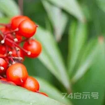 小柴胡汤与大柴胡汤