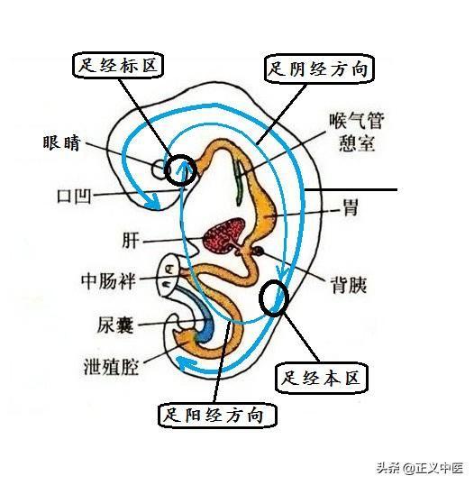 衛氣巡行路線是如何形成的