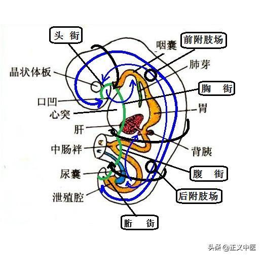 衛氣巡行路線是如何形成的