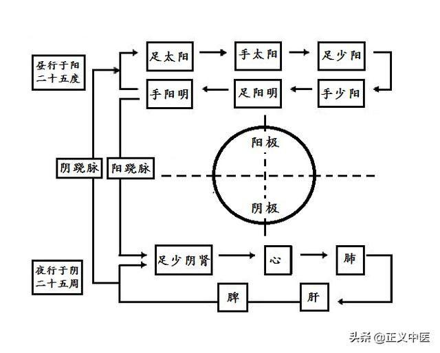 衛氣巡行路線是如何形成的