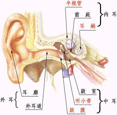 每天拉拉雙耳，健身奇效，可抵抗百病不侵