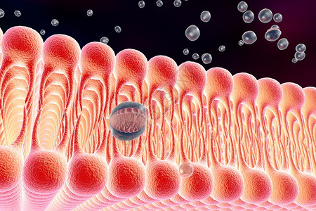 生物考研|細胞生物學知識點12：細胞質膜的結構模型與基本成分