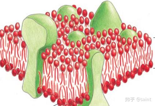 生物考研|細胞生物學知識點12：細胞質膜的結構模型與基本成分