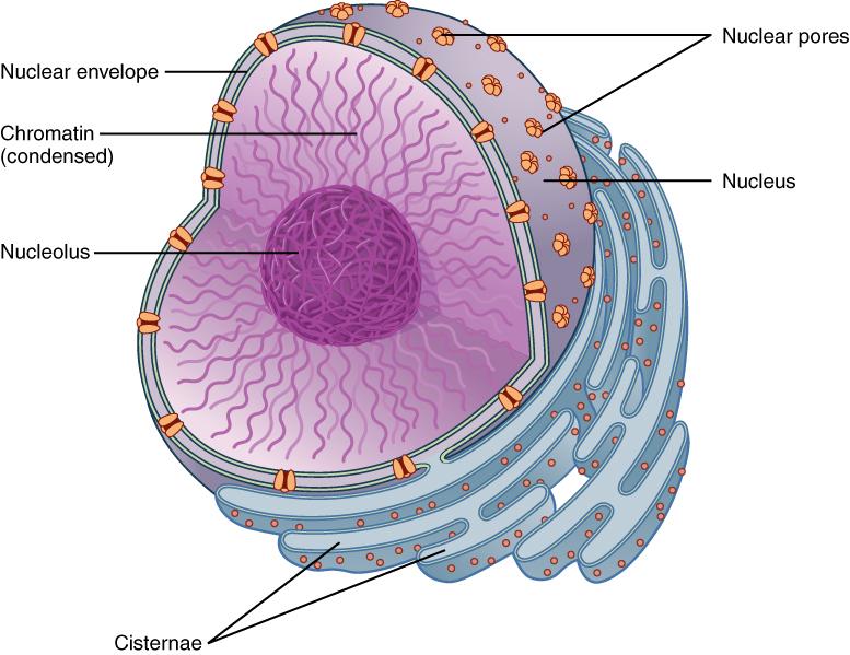 生物考研|細胞生物學知識點12：細胞質膜的結構模型與基本成分