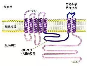 細胞膜蛋白及其功能