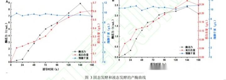 畢赤酵母固态發酵誘導産酶